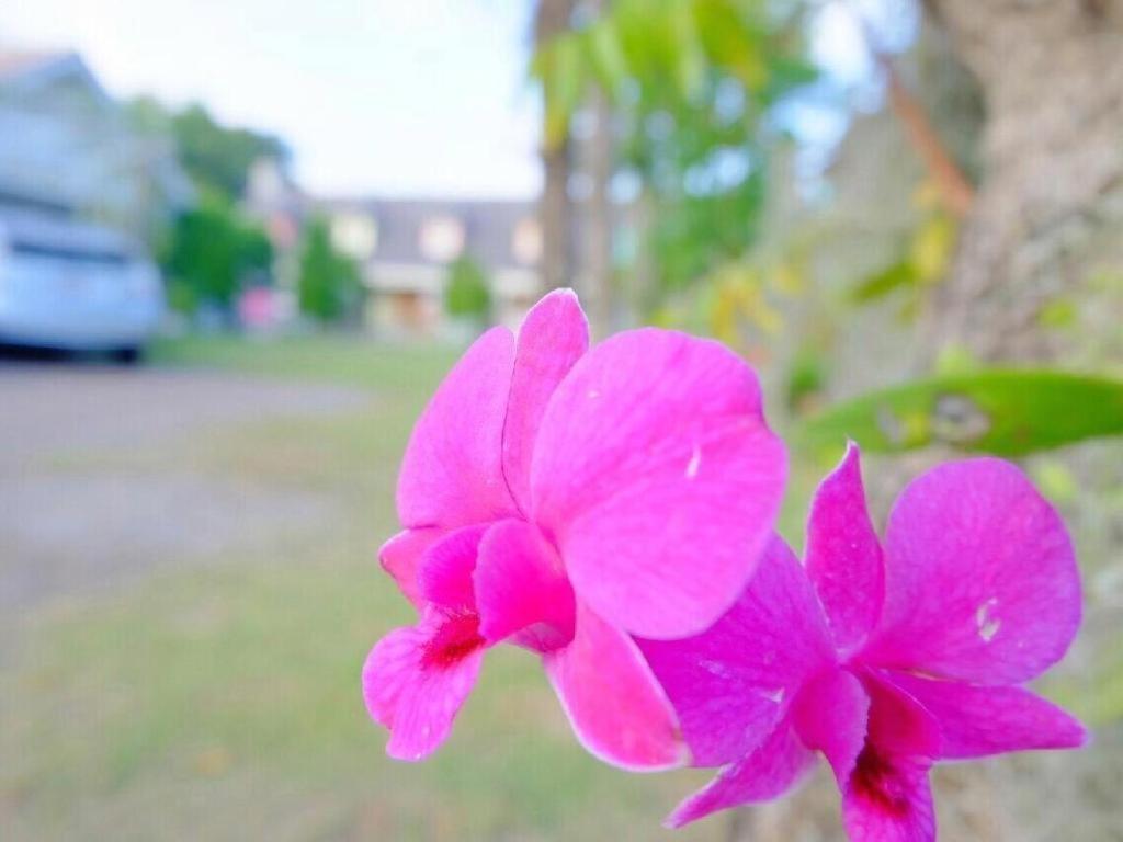 Charisma Resort Suan Phueng Luaran gambar